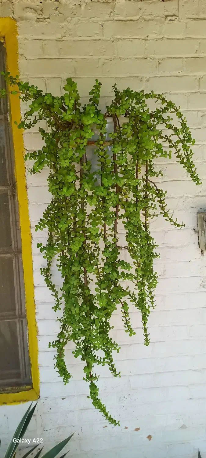 گل وگلدان|گل و گیاه طبیعی|آبادان, |دیوار