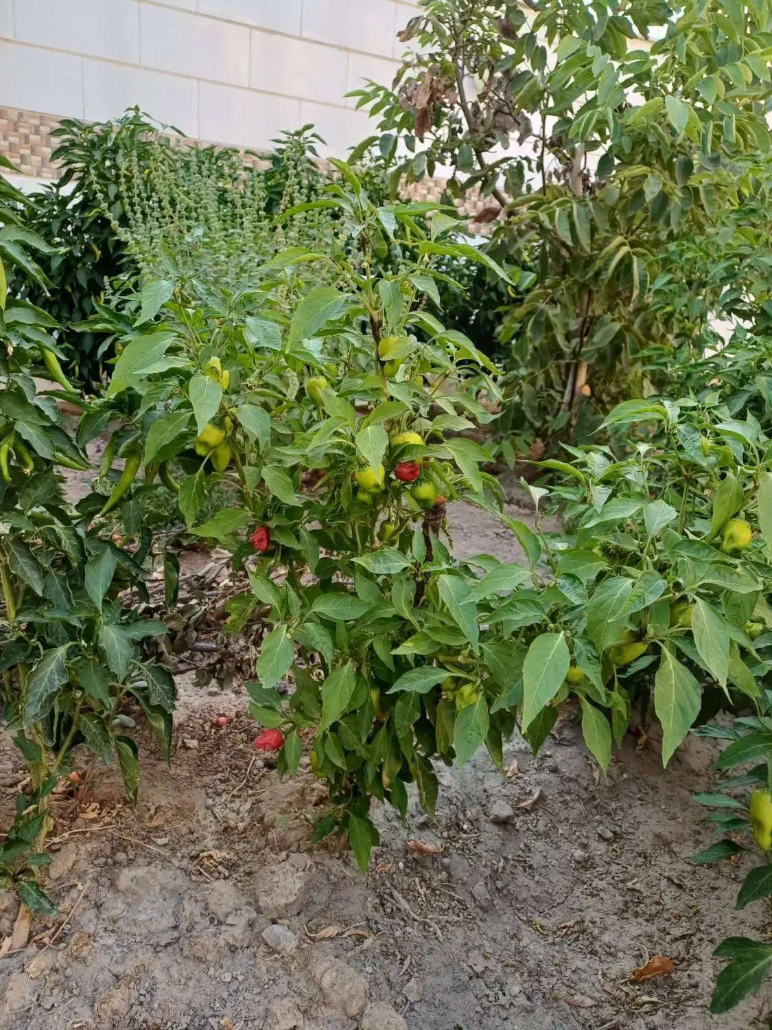 راهنمایی|فعالیت داوطلبانه|اندیشه, اندیشه فاز ۴|دیوار