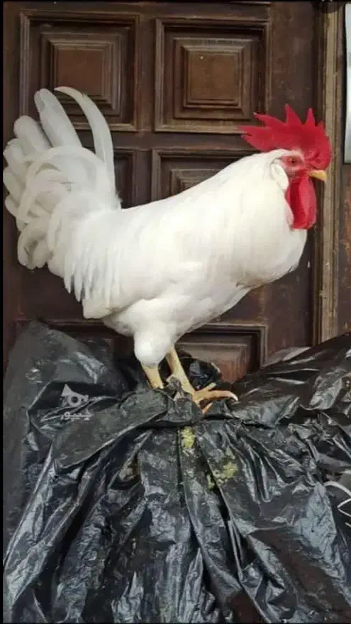 خروس سفید زیبا|حیوانات مزرعه|رودسر, |دیوار