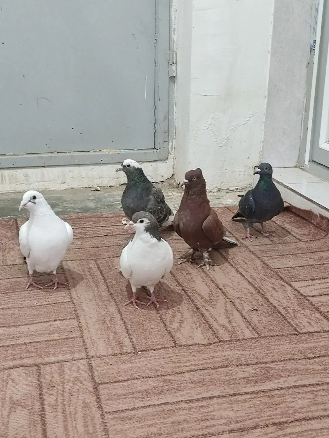 کفتر پرشی|پرنده|جوین, |دیوار