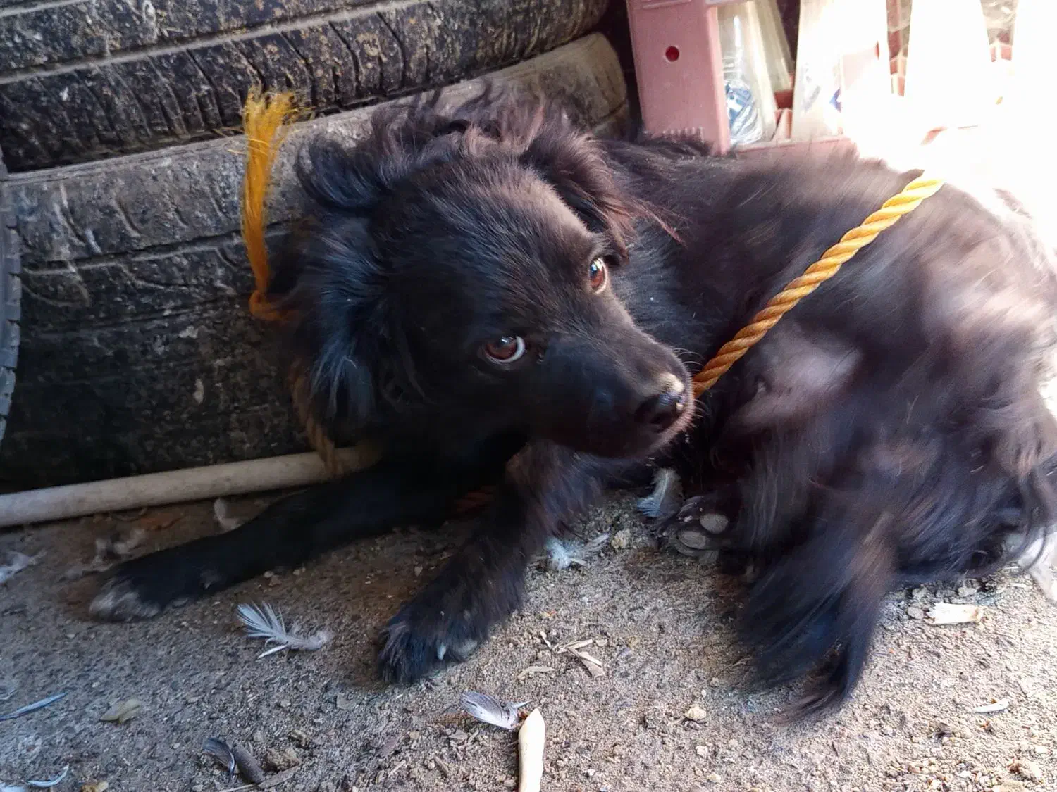 سگ پا کوتاه|سگ|زاهدان, |دیوار