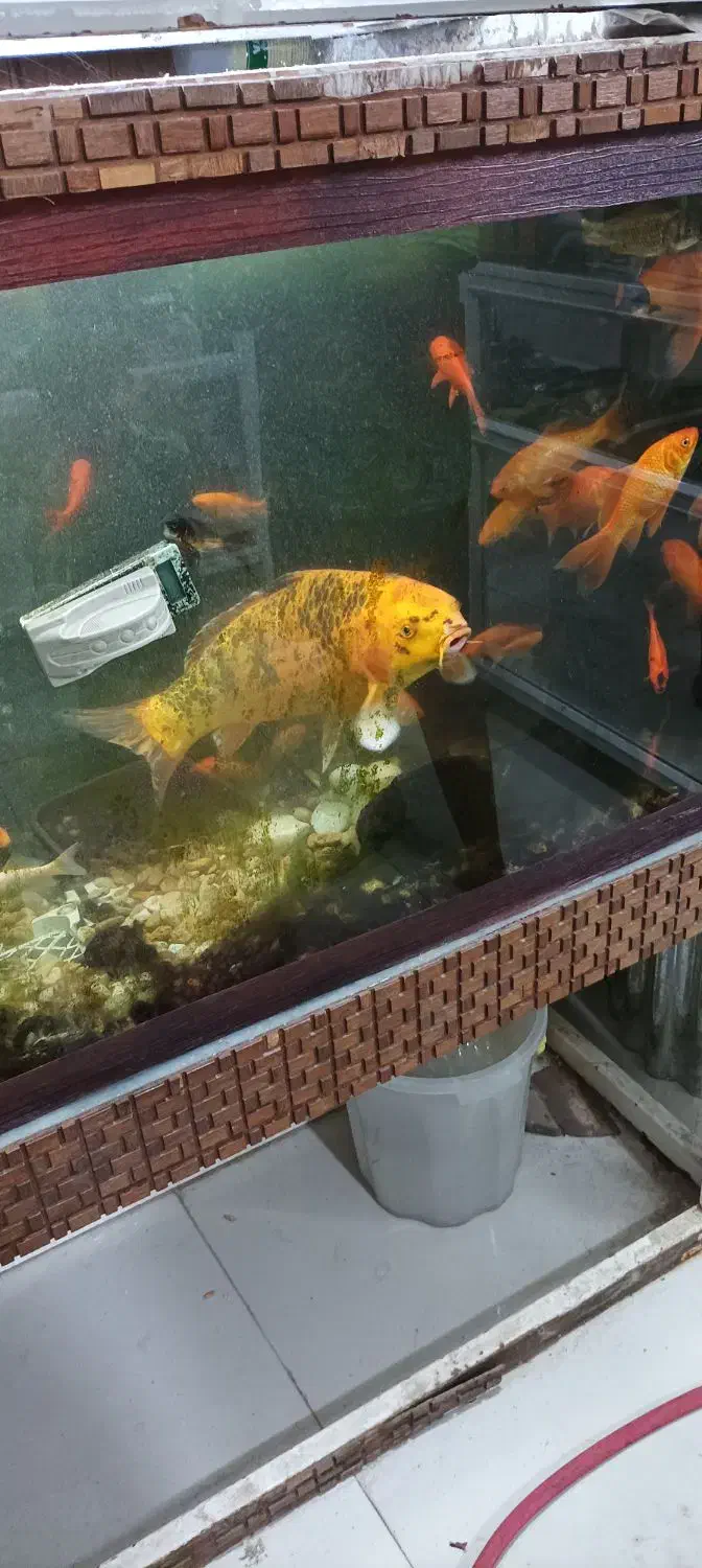 ماهی کوی بزرگ مولد|ماهی|شیراز, شهرک سعدی|دیوار