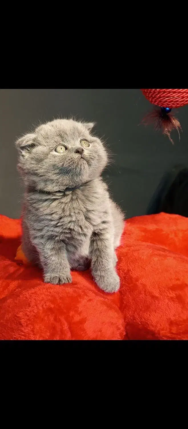 اسکاتیش بلو وارداتی|گربه|تهران, تهرانسر مرکزی|دیوار