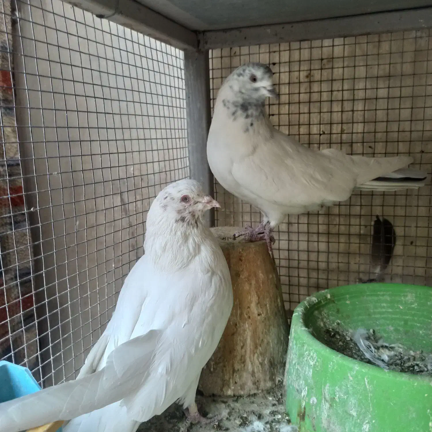 یجفت نروماده کله ای|پرنده|اصفهان, شاهد|دیوار