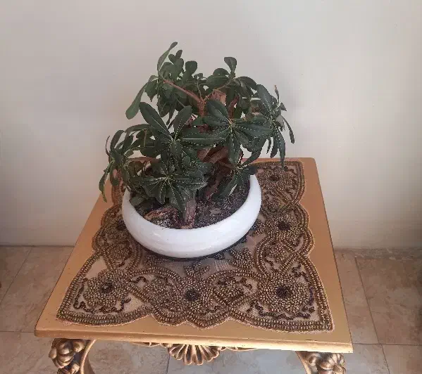 بنسای|گل و گیاه طبیعی|اصفهان, باغ فدک|دیوار