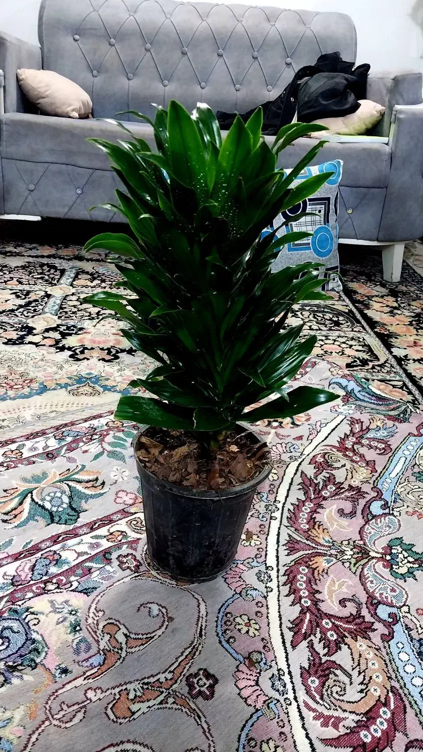 گل وگیاه و|گل و گیاه طبیعی|مشهد, مهدی آباد|دیوار