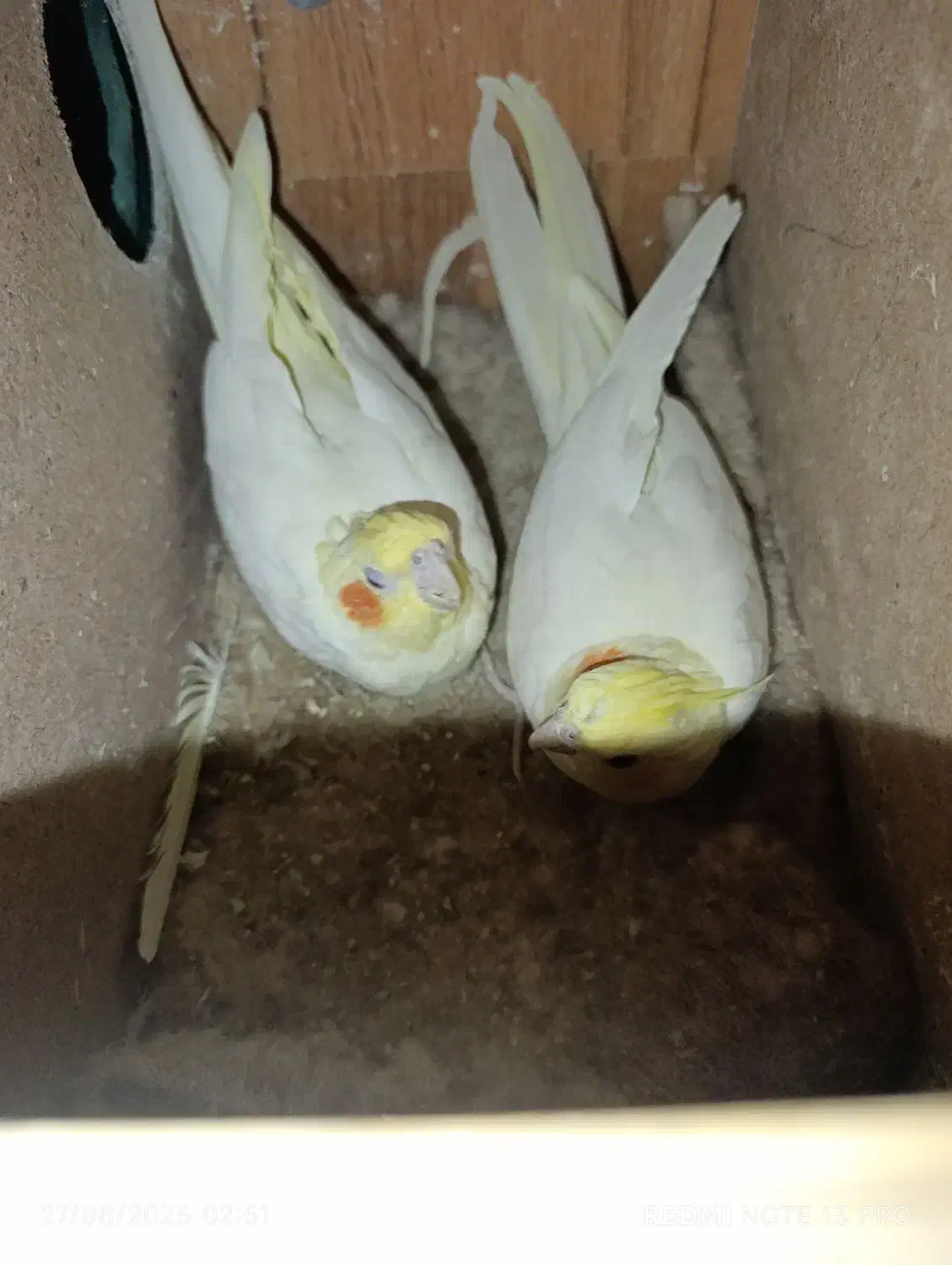 عروس هلندی|پرنده|تربت جام, جامرود|دیوار