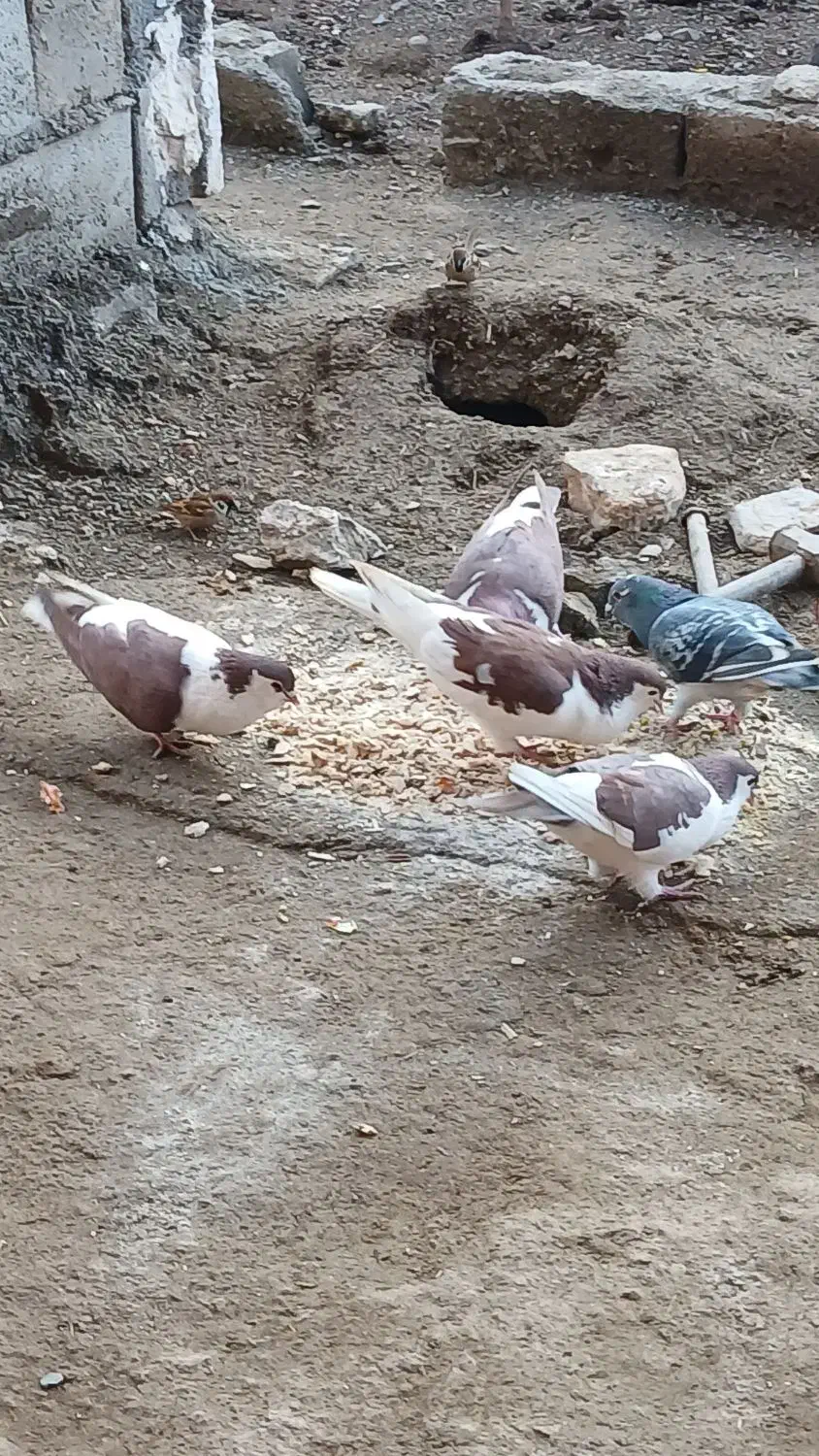 کبوتر|پرنده|نهبندان, |دیوار