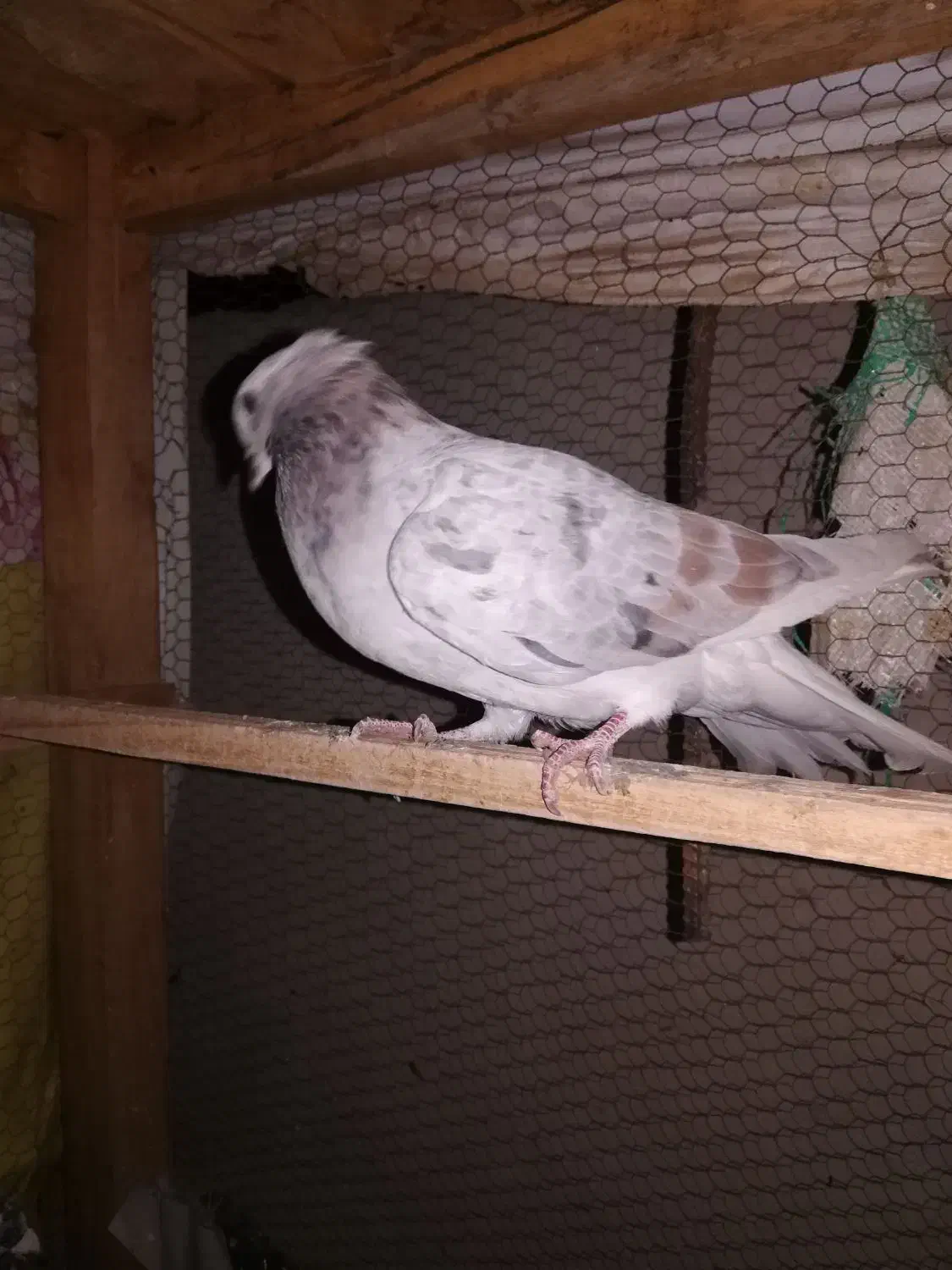 تعدادی کبوترساعتی خوش رنگ|پرنده|شاهرود, |دیوار