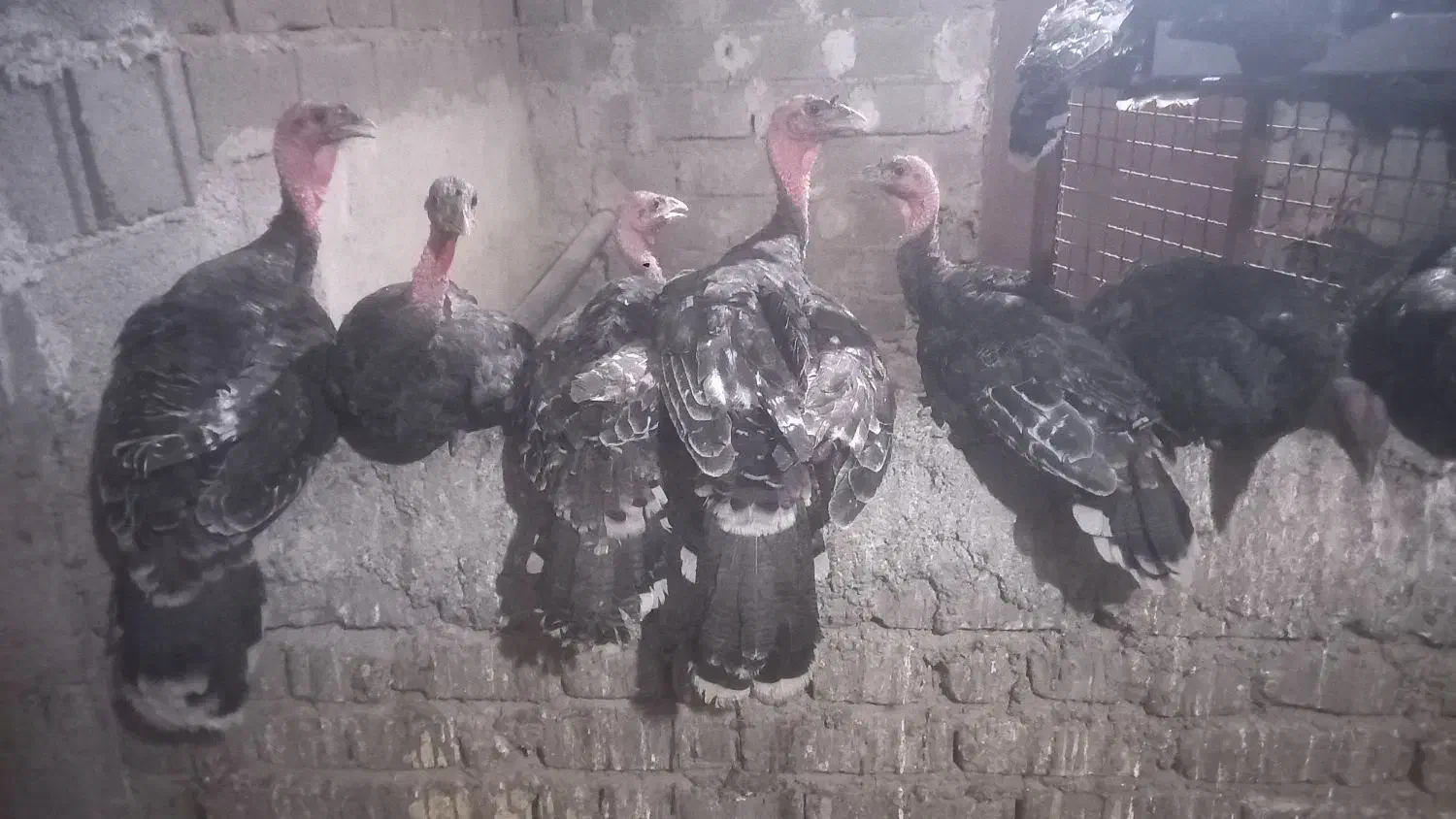 فروش بوقلمون|حیوانات مزرعه|طارم (زنجان), |دیوار