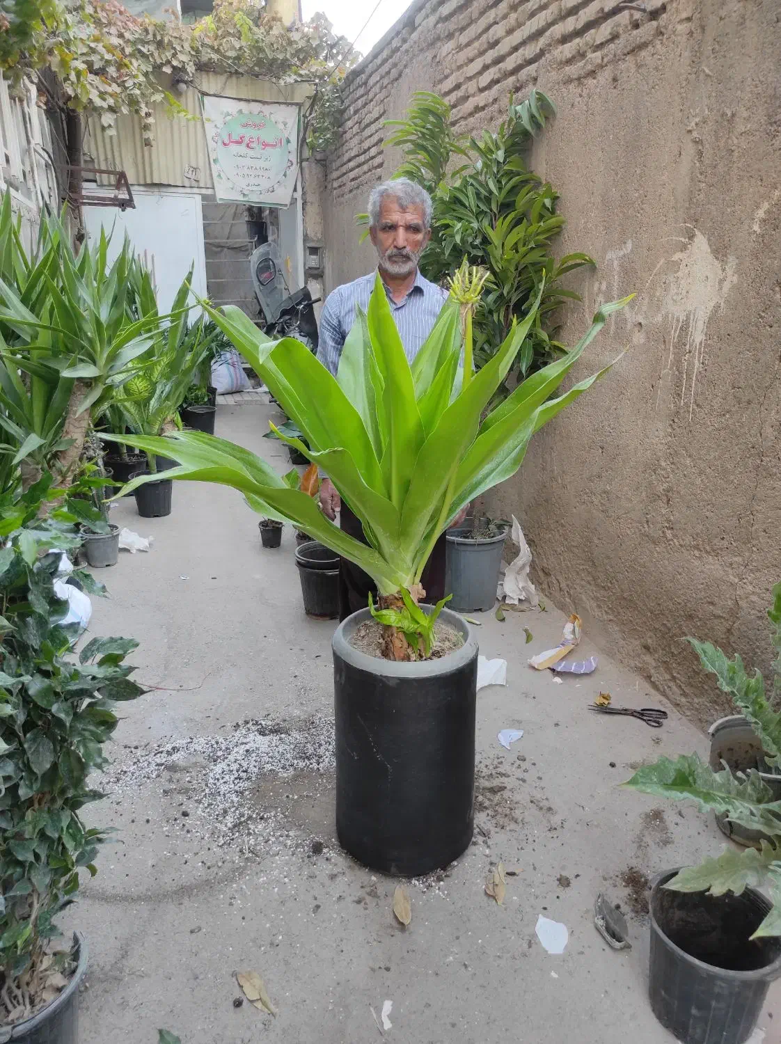 ۲۰ نوع گل  اپارتمانی خاص|گل و گیاه طبیعی|مشهد, رده|دیوار