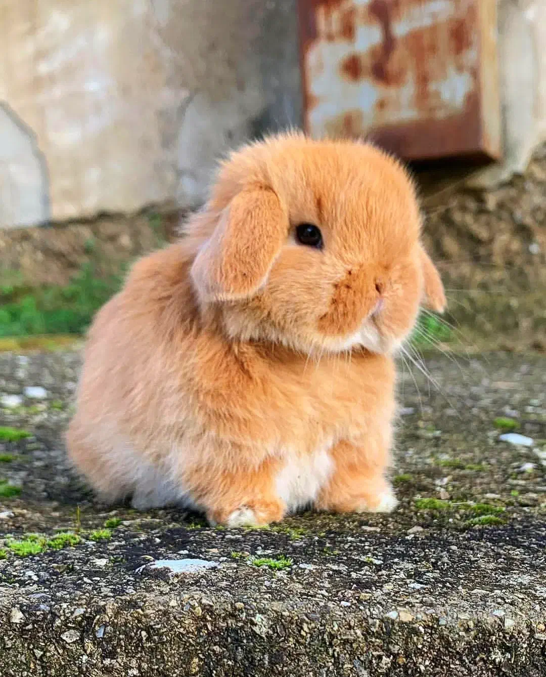 مینی خرگوش لوپ ترکیش کیوت|موش و خرگوش|ارومیه, |دیوار