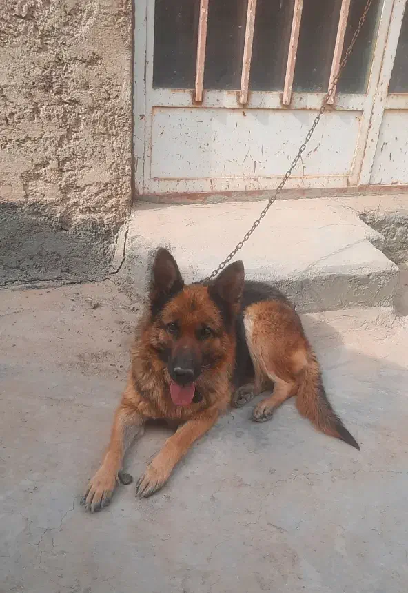 سگ ژرمن ماده|سگ|فلاورجان, |دیوار