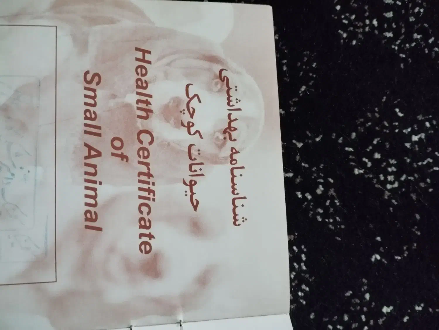 سگ نژاد رتریور|سگ|همدان, |دیوار