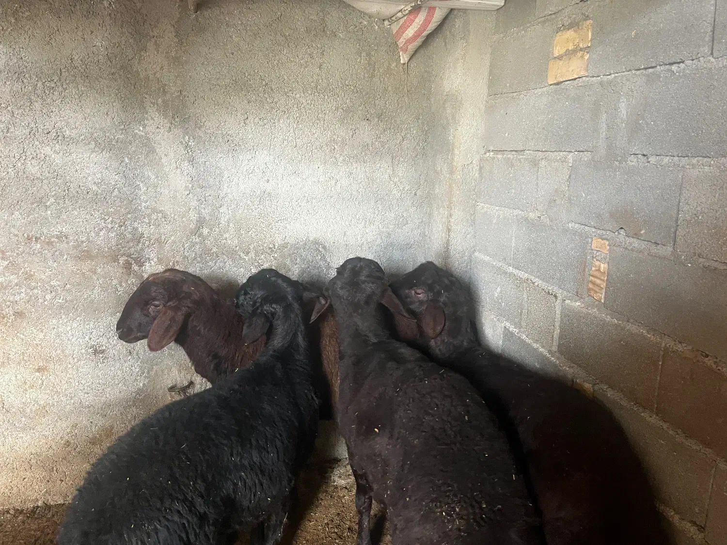 فروش بره چاق کلاله|حیوانات مزرعه|کلاله, |دیوار