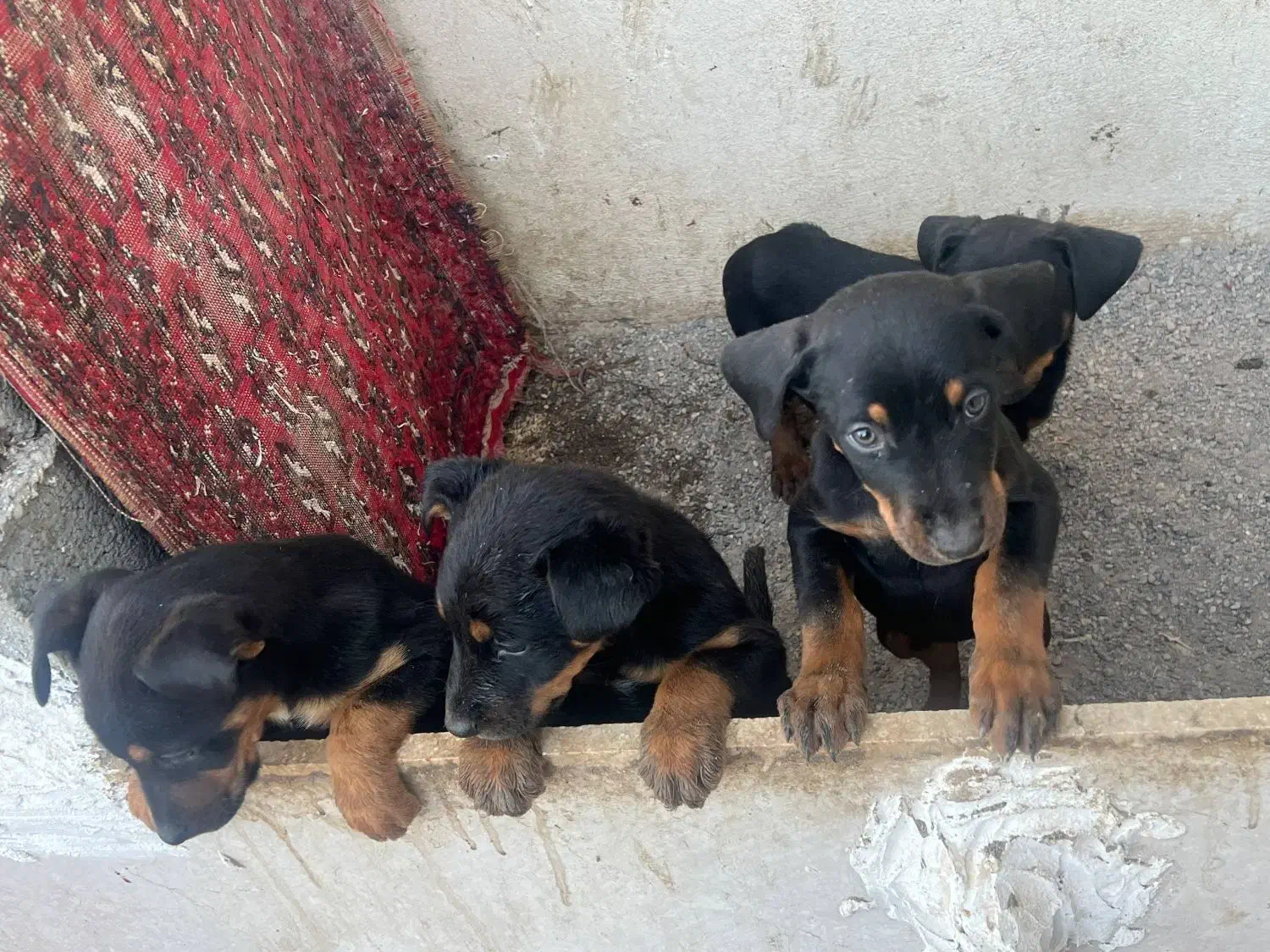 توله دوبرمن ۲ماهه اصیل|سگ|مشهد, جاهد شهر|دیوار