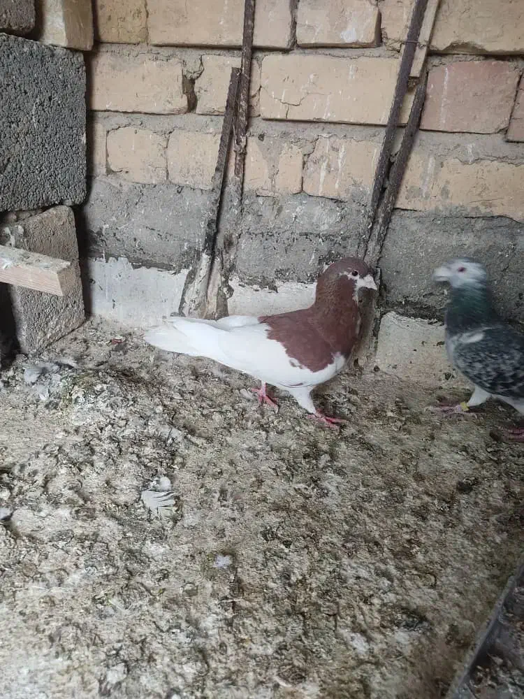 کفتر شهری|پرنده|مرودشت, ابوذر شمالی‎|دیوار