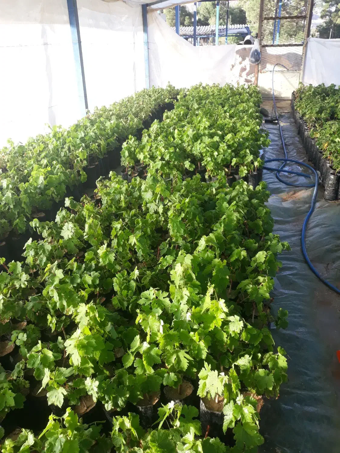 نهال انگور و انجیر و گل|گل و گیاه طبیعی|شیراز, رکنآباد|دیوار