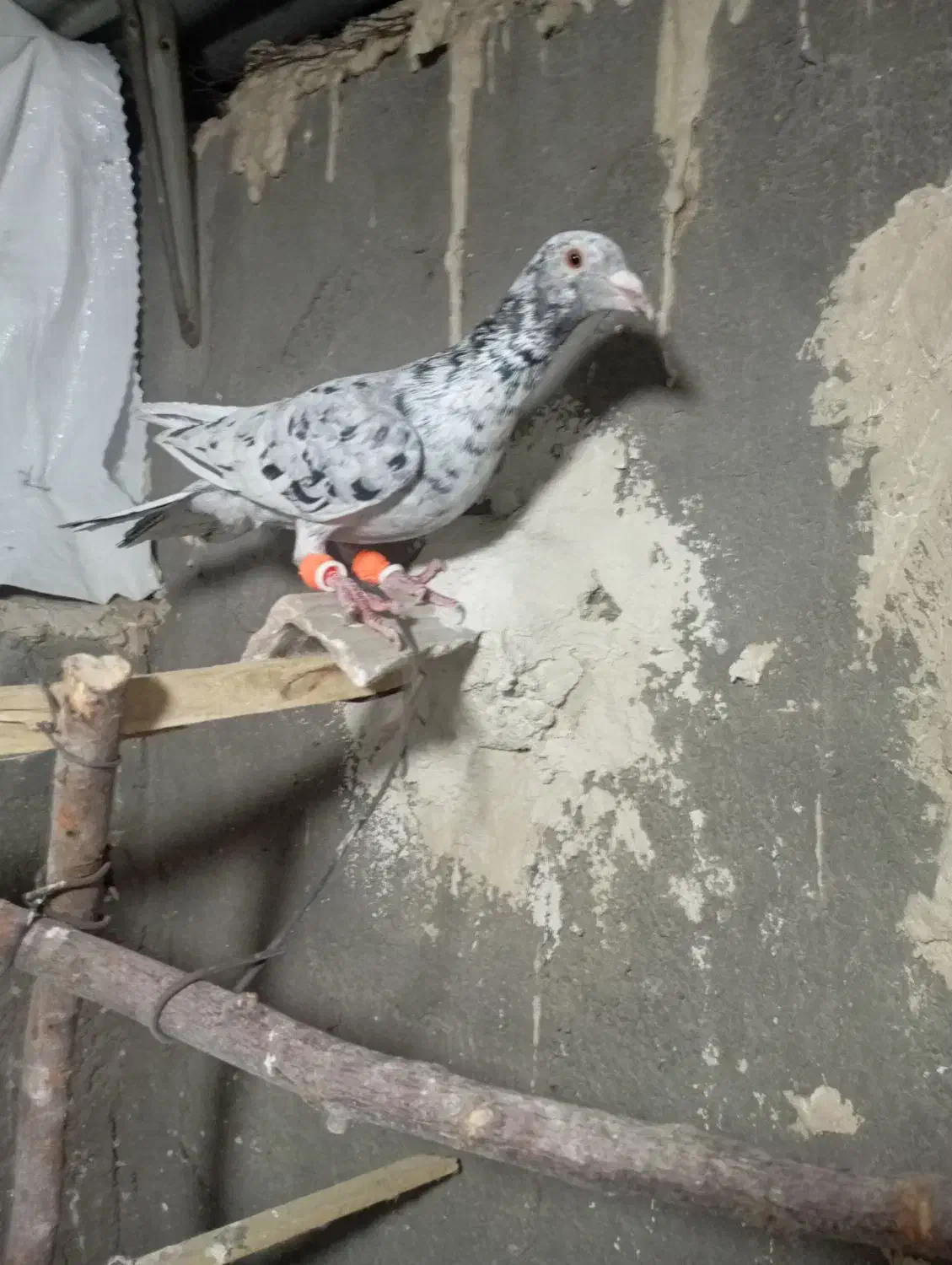 کبوتر|پرنده|قزوین, |دیوار