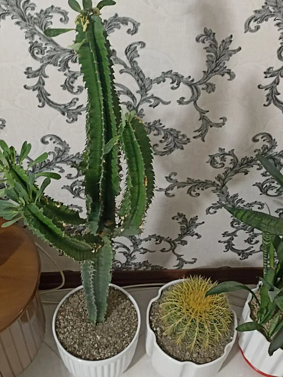 کاکتوس با گلدان|گل و گیاه طبیعی|پرند, فاز ۶|دیوار