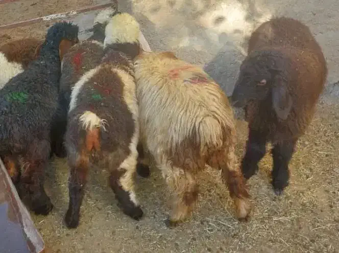 6 بره|حیوانات مزرعه|شیراز, کفترک|دیوار