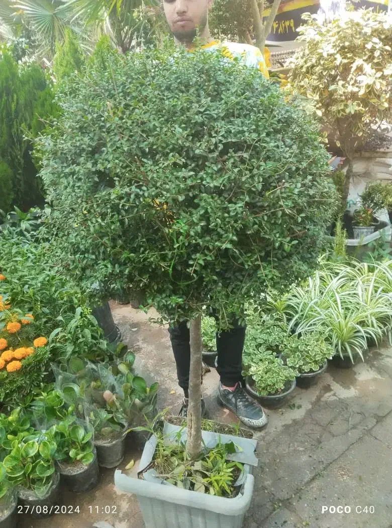 خدمات باغبانی. هرس کاری. صفر تا  صد.    سیار|خدمات باغبانی و درختکاری|فردیس, قریشی|دیوار