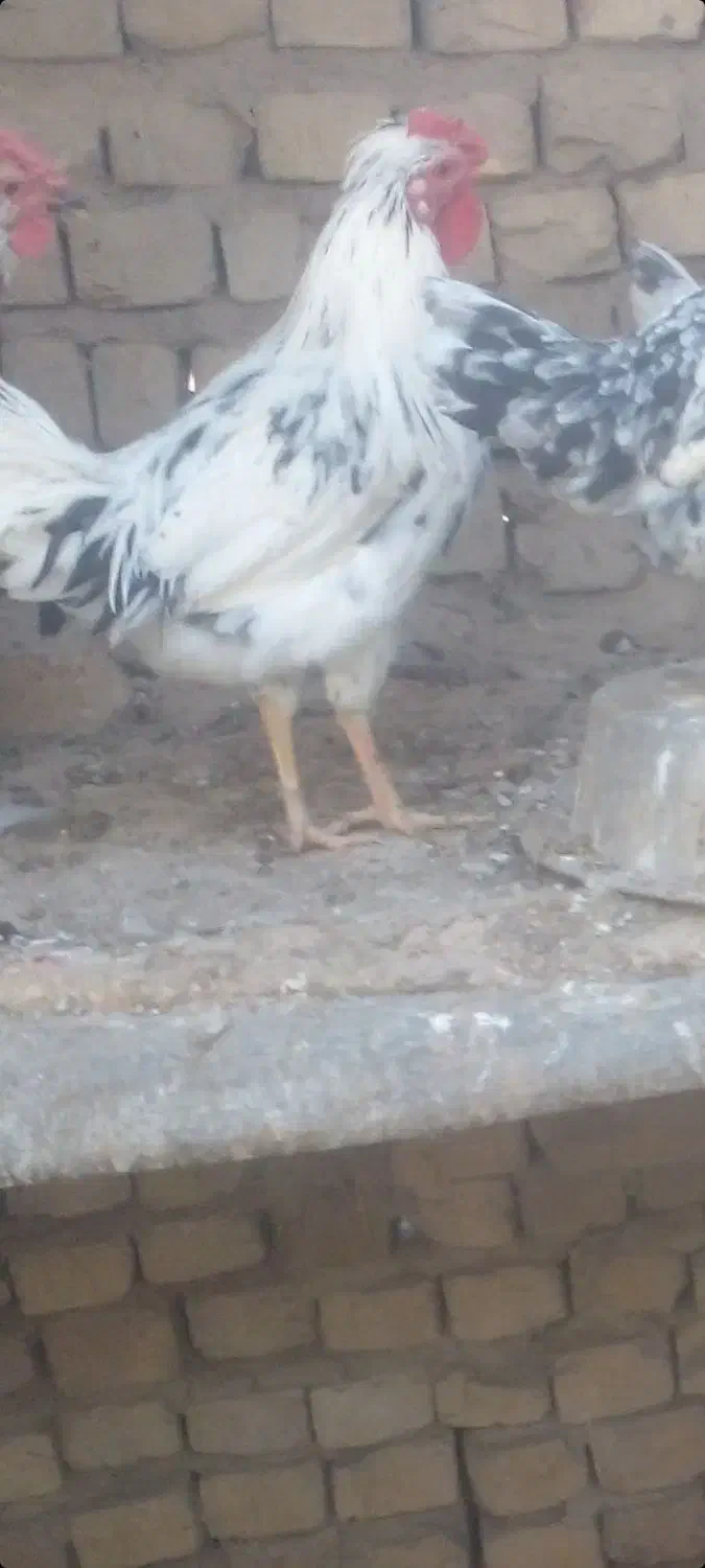 خروس زینعتی جوان|پرنده|اژیه, |دیوار