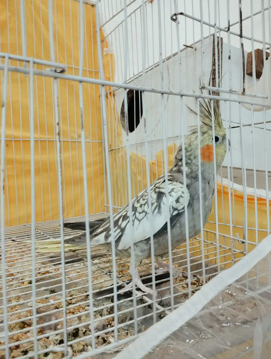 عروس هلندی جفت|پرنده|مشهد, شهرک مطهری|دیوار