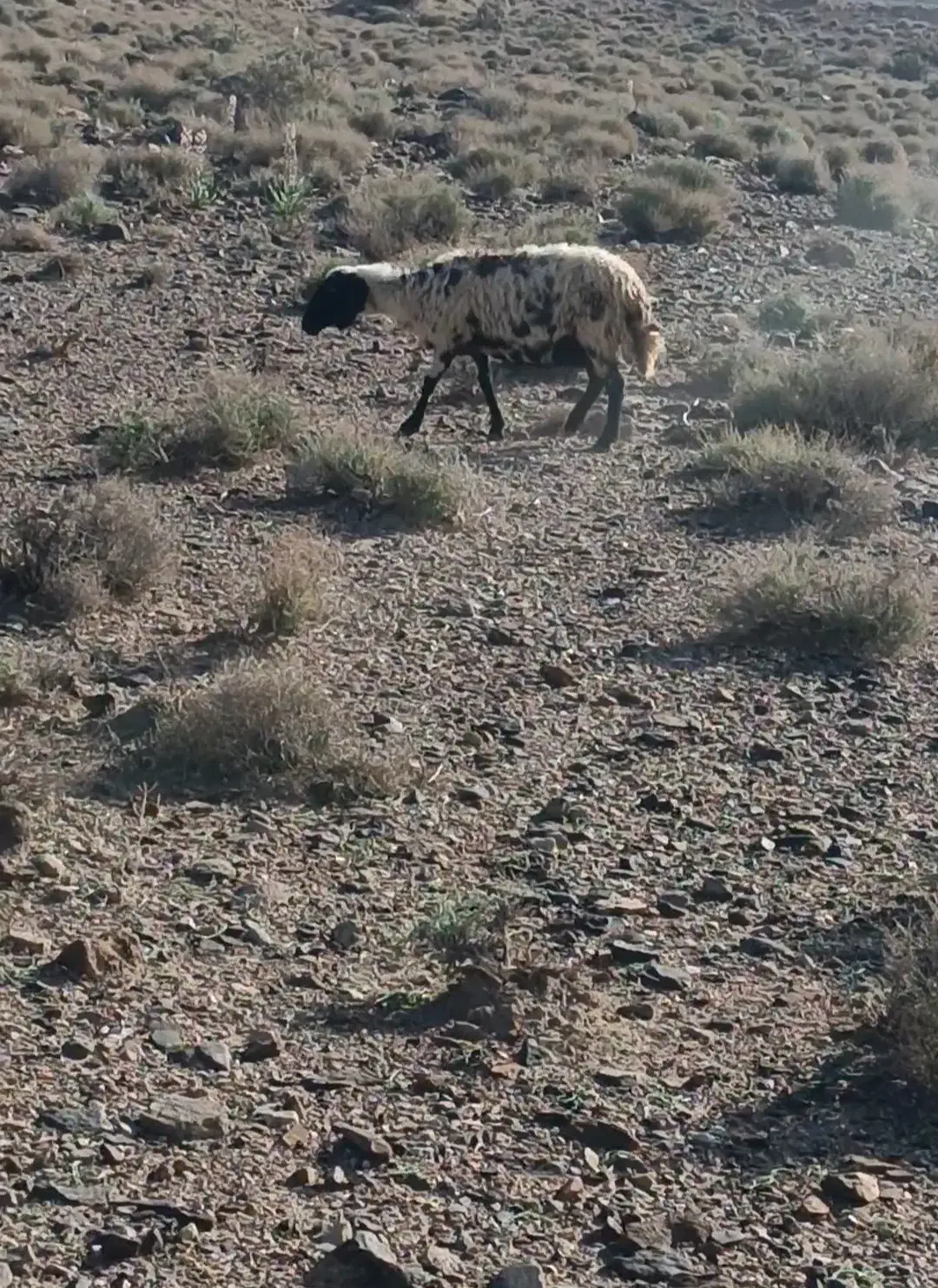 میش|حیوانات مزرعه|زرند, |دیوار