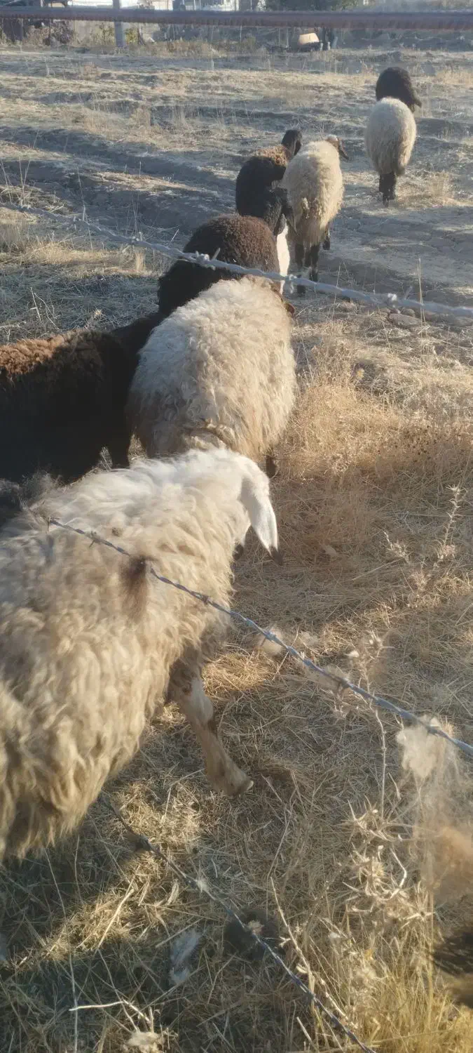 بره گوشتی|حیوانات مزرعه|مریوان, |دیوار