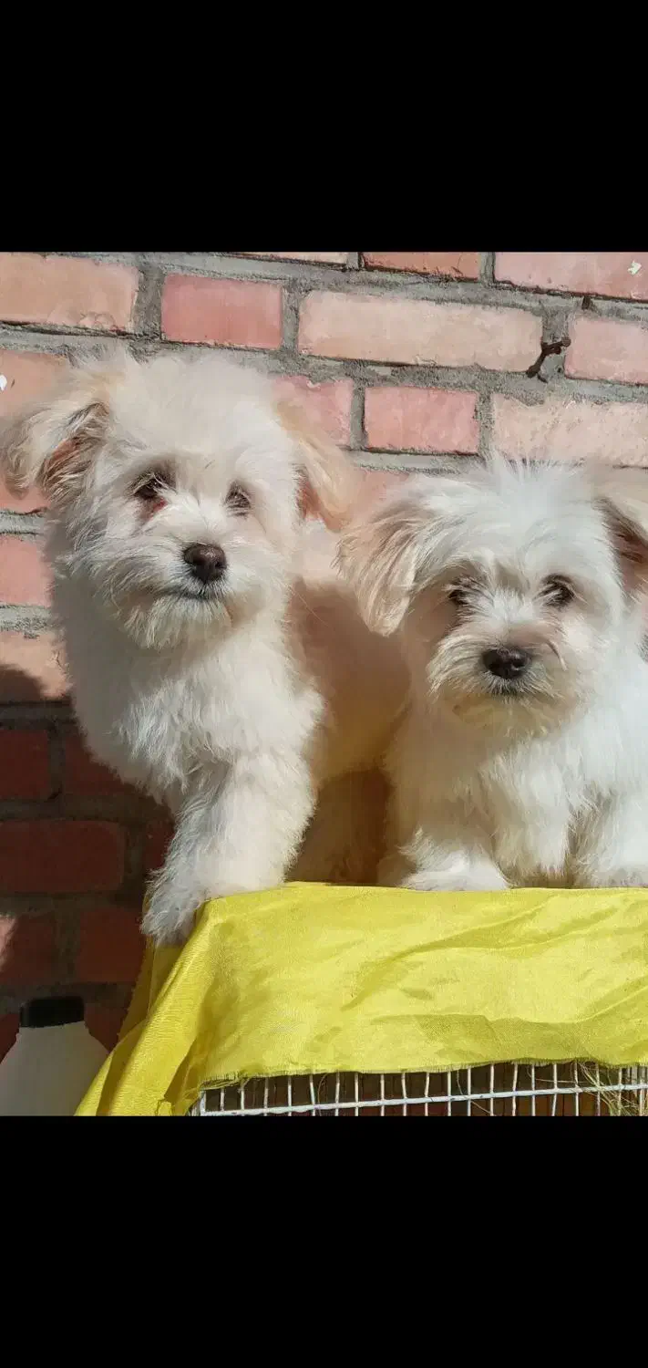 نرو  ماده ۲ساله|سگ|مسجد سلیمان, |دیوار