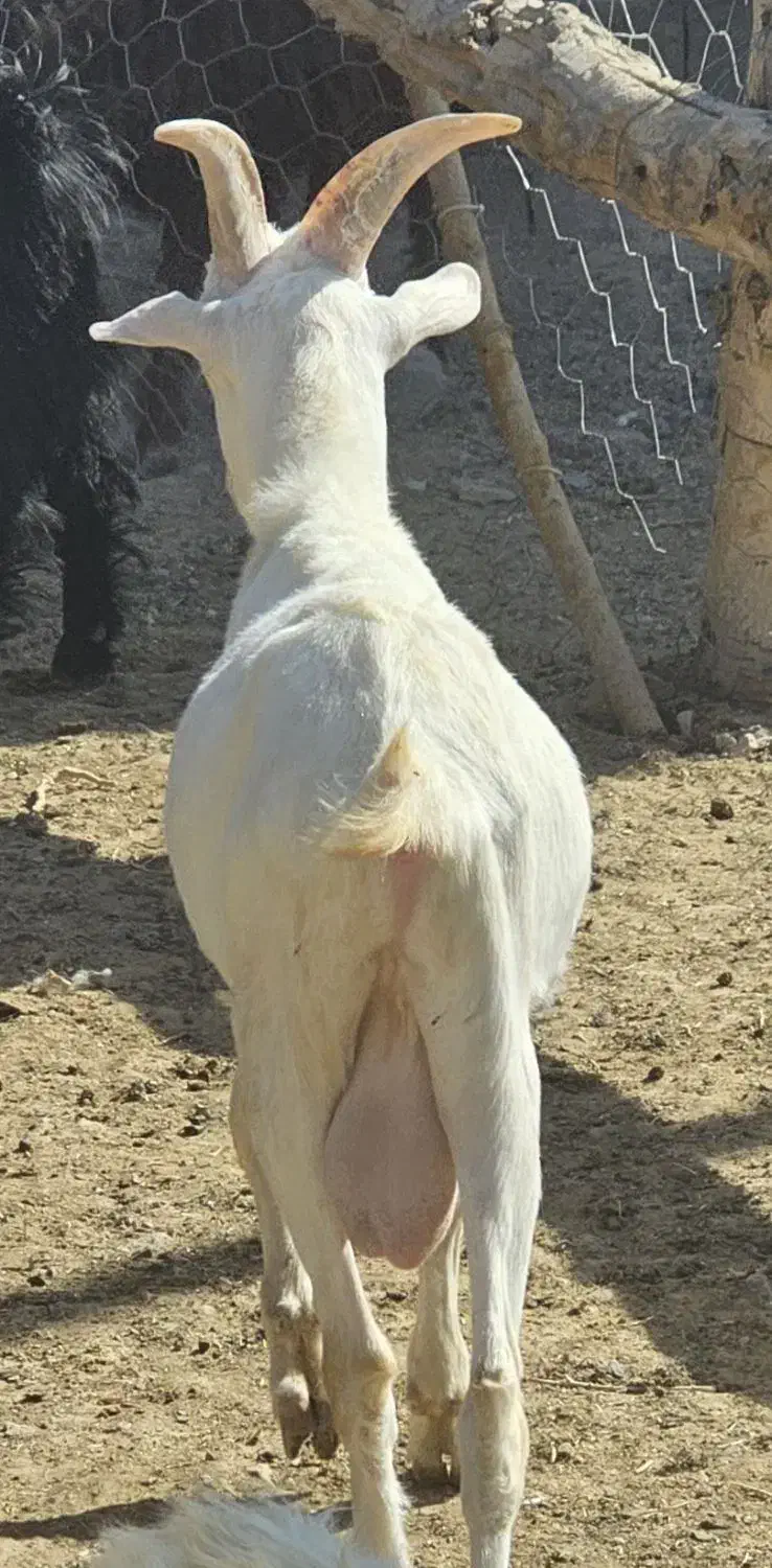 بزغاله سانن|حیوانات مزرعه|قائن, |دیوار