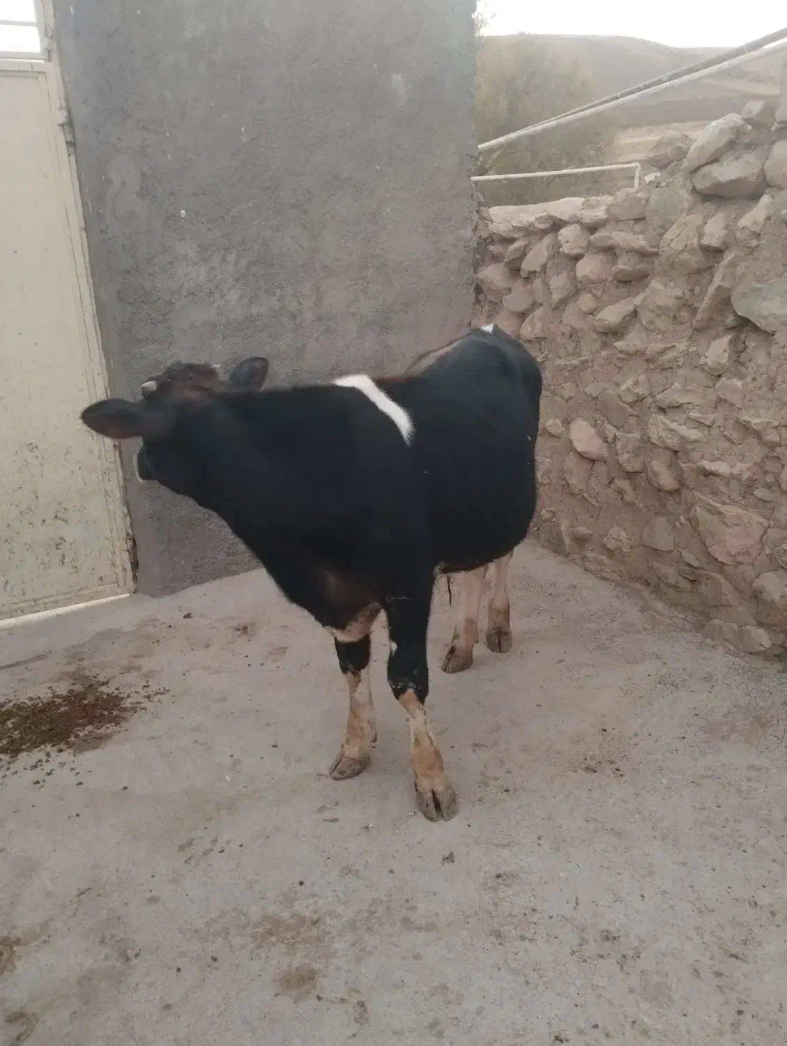 گوساله نر سیمین تال|حیوانات مزرعه|نورآباد, |دیوار