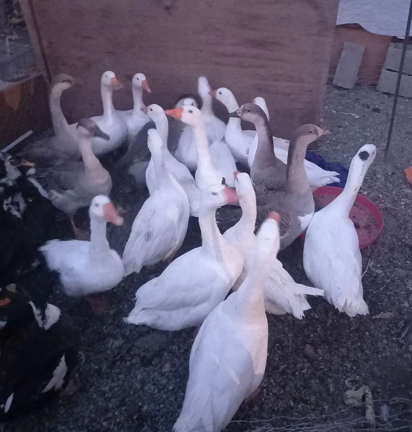 فروش غاز محلی|حیوانات مزرعه|نقده, |دیوار