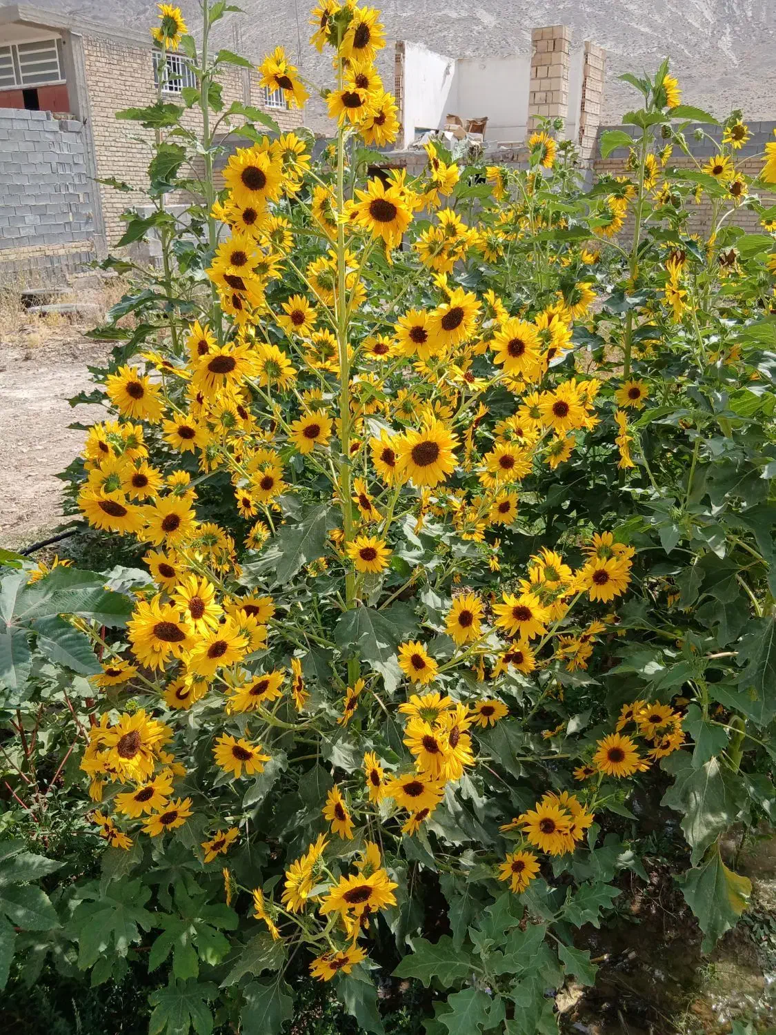 گندم|خوردنی و آشامیدنی|مرودشت, مجد آباد|دیوار