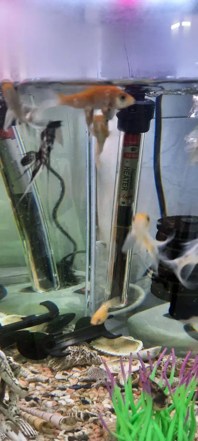 اکواریوم سالم باماهی|ماهی|سرخه حصار, |دیوار