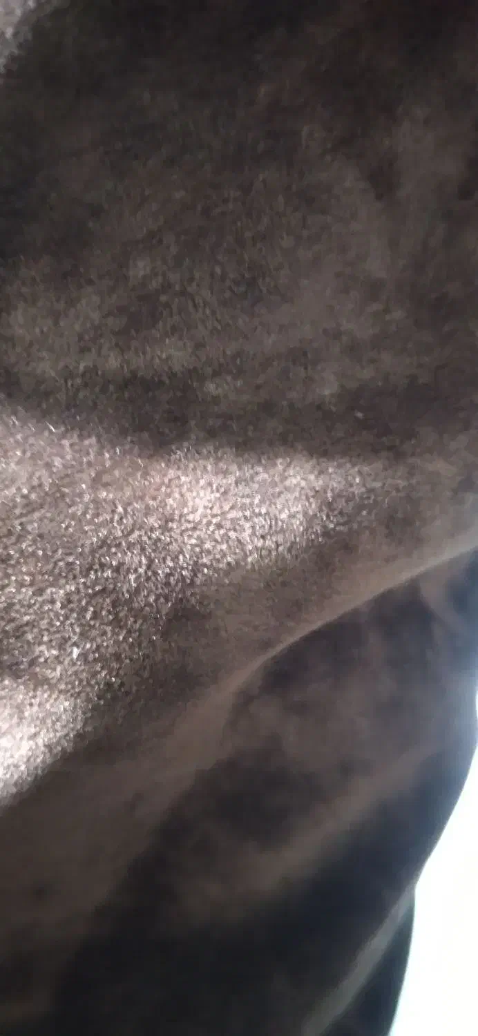 پالتو|لباس|مشهد, کشف|دیوار