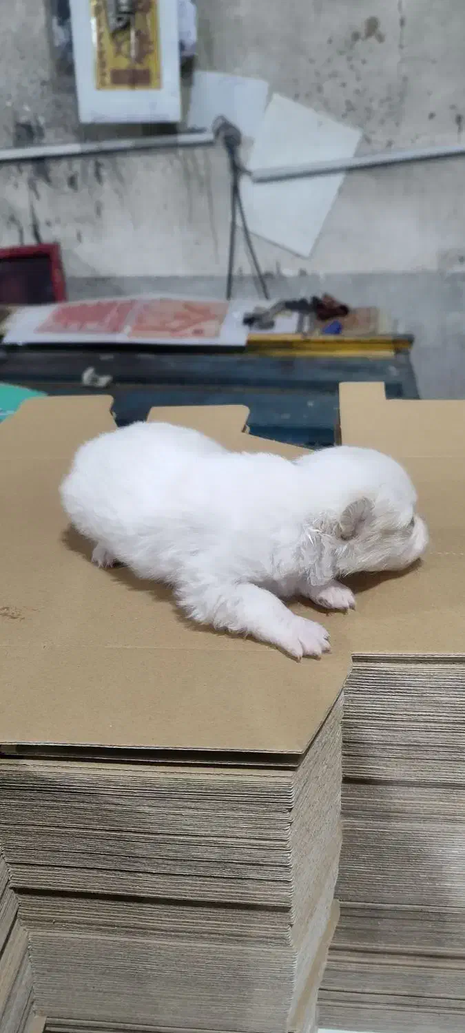 توله سگ پاکوتاه|سگ|تبریز, |دیوار