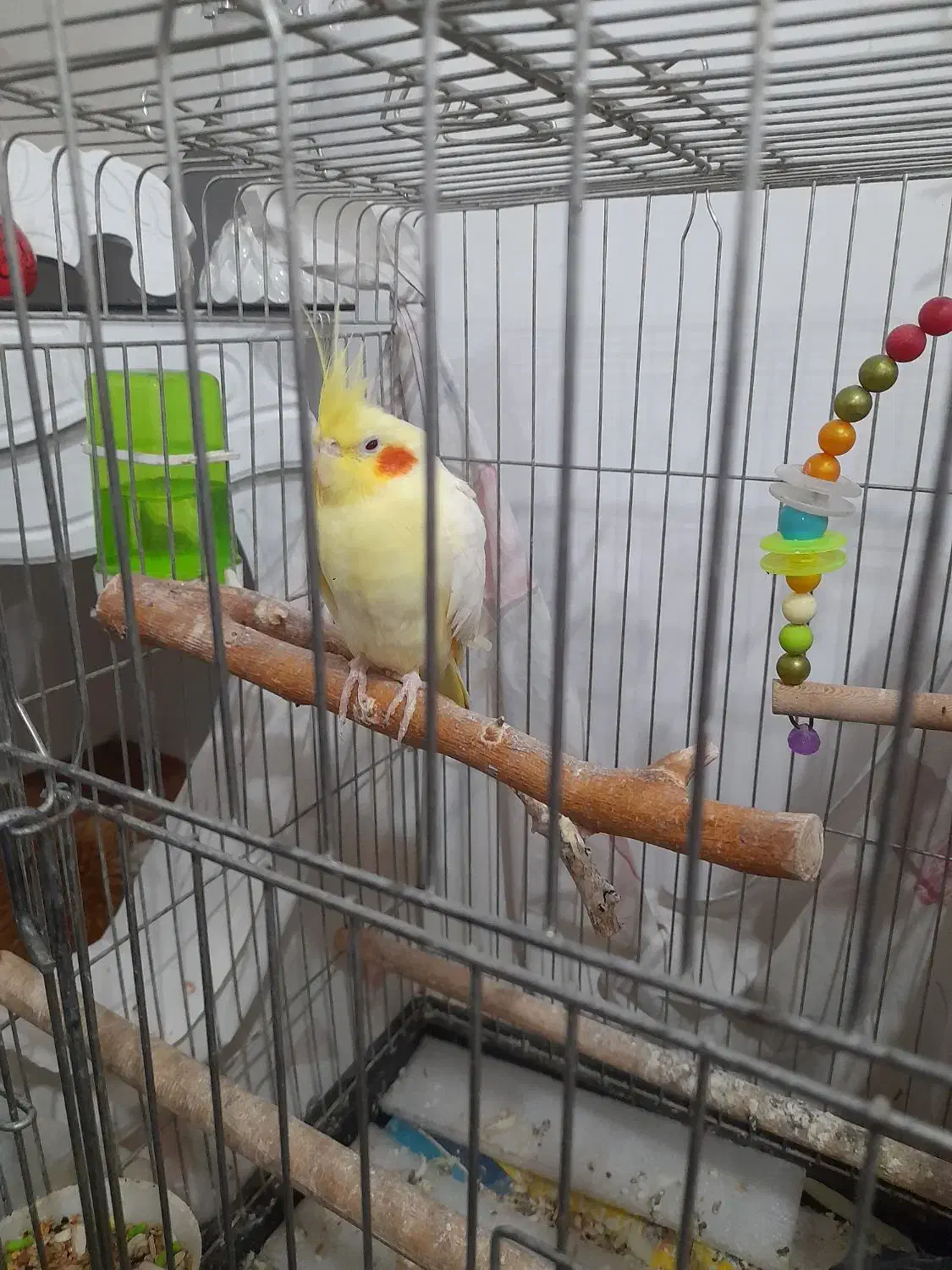 عروس هلندی ماده|پرنده|لاهیجان, بازکیاگوراب|دیوار