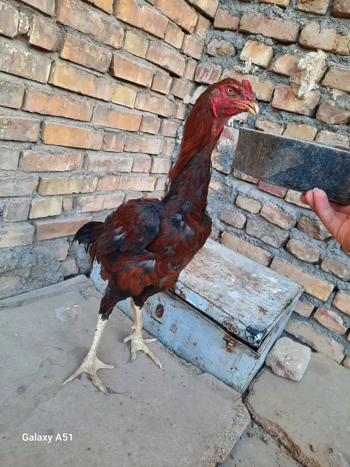 مرغ و خروس لاری معاوضه با دوچرخه ۲۶|حیوانات مزرعه|تربت جام, شهید مدرس|دیوار