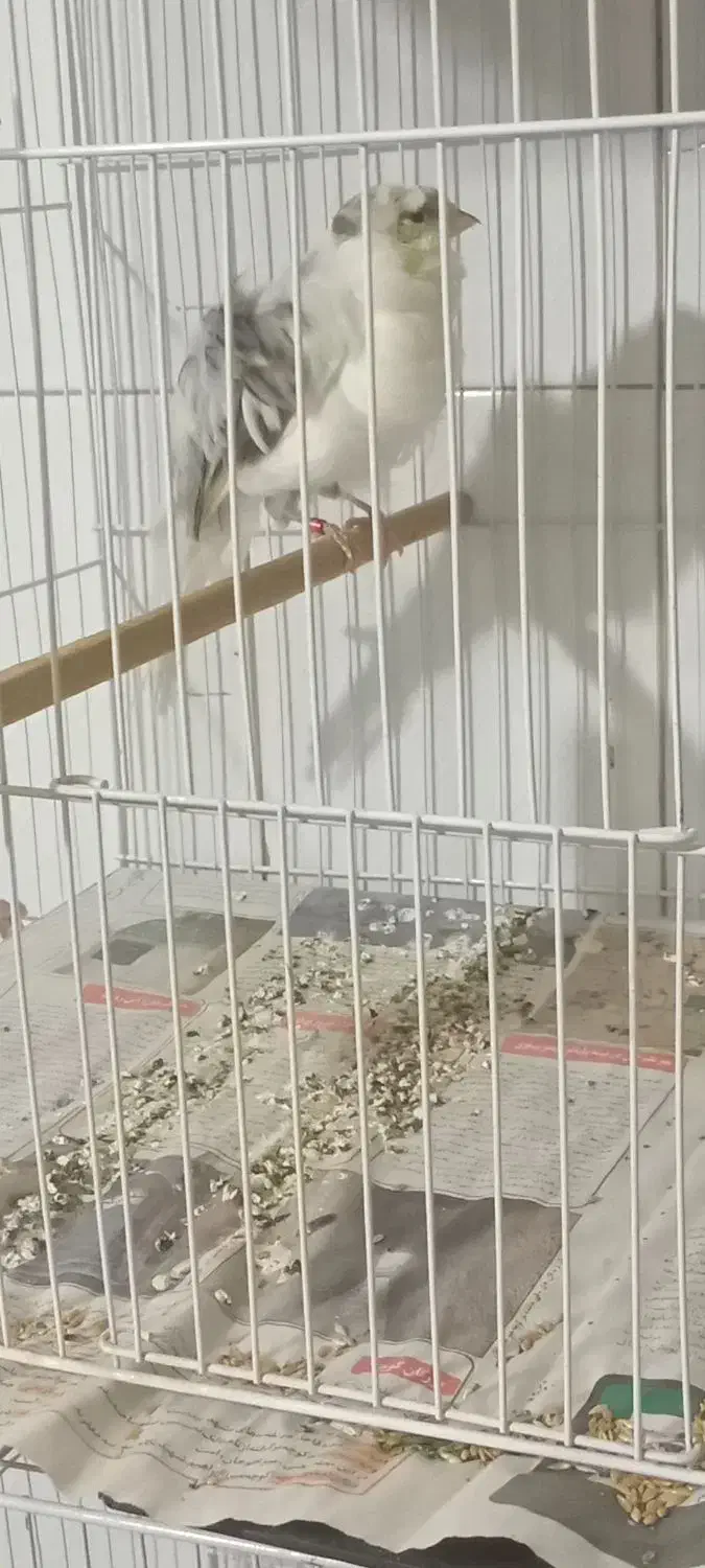 قناری فر آجی نر|پرنده|مشهد, کارمندان دوم|دیوار