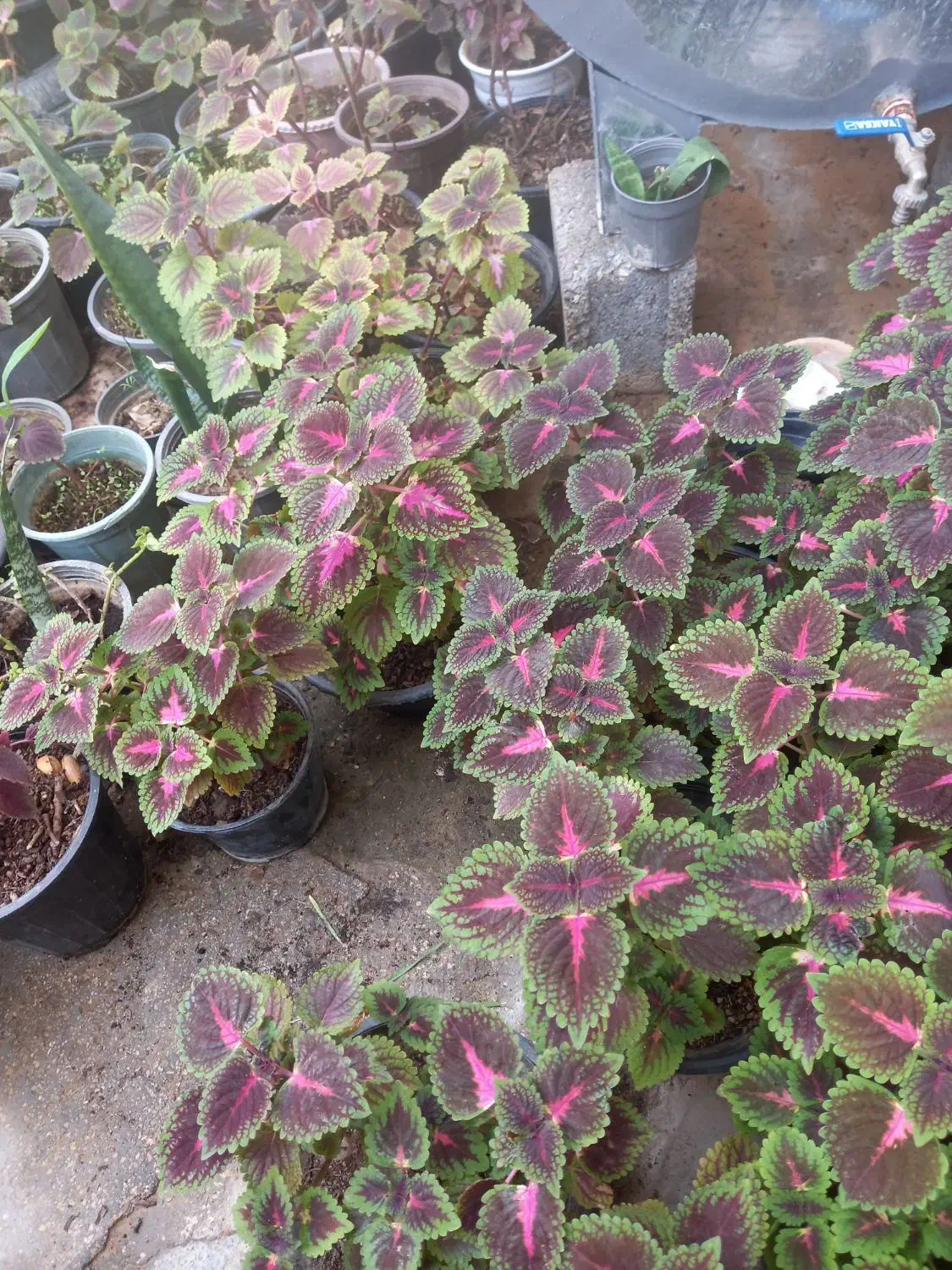 فروش گل حسن یوسف محلی|گل و گیاه طبیعی|برازجان, |دیوار