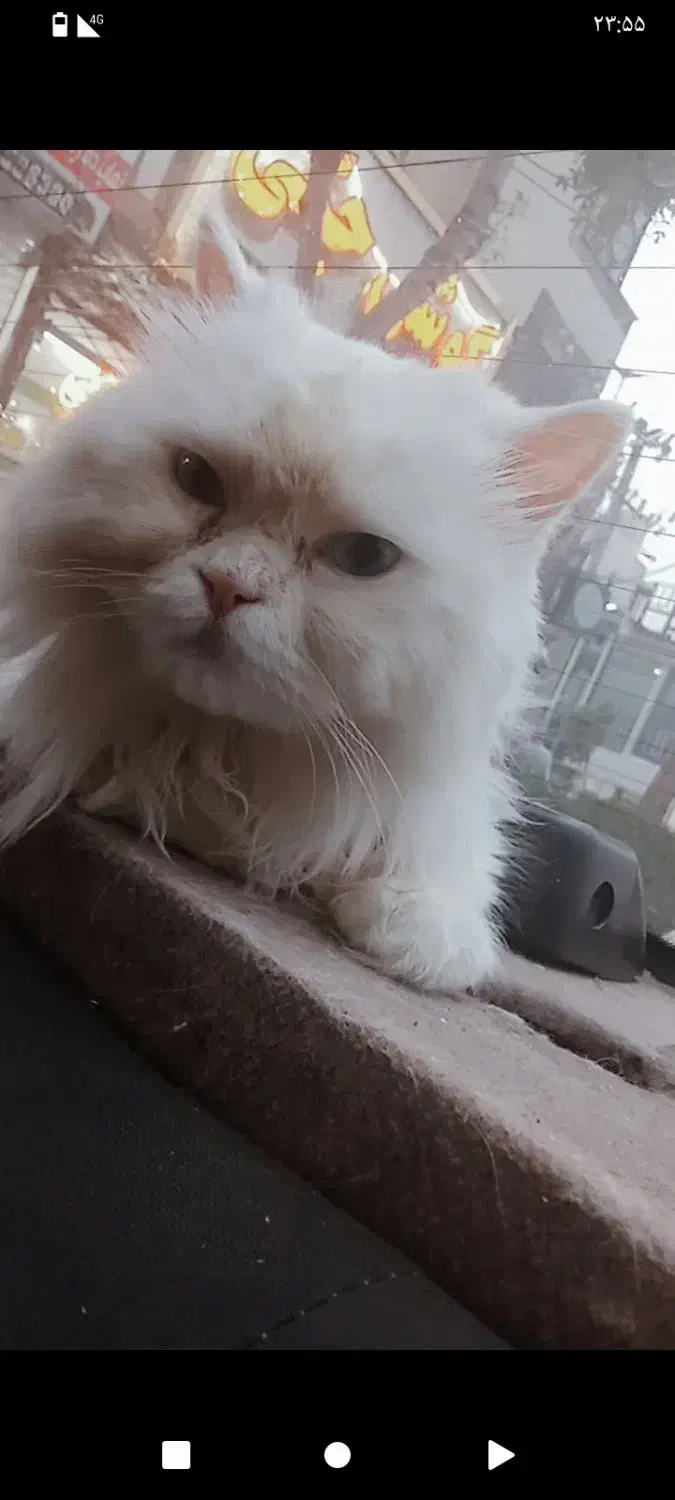 گمشده گربه|حیوانات|گرگان, |دیوار