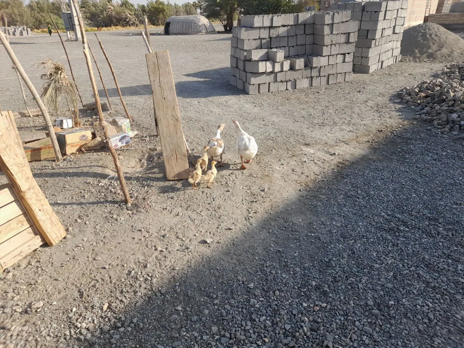 غاز|حیوانات مزرعه|کهنوج, |دیوار