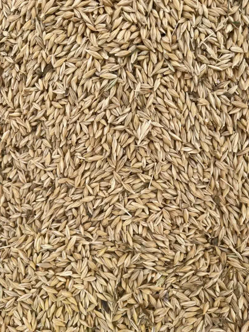 فروش جو بذری|عمده‌فروشی|کبودرآهنگ, |دیوار