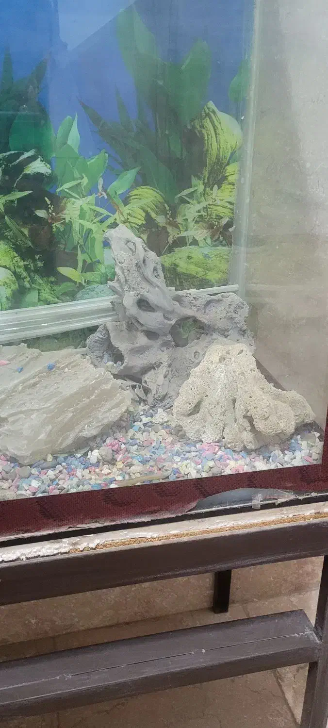 مرجان آکواریومی|ماهی|وحیدیه, |دیوار