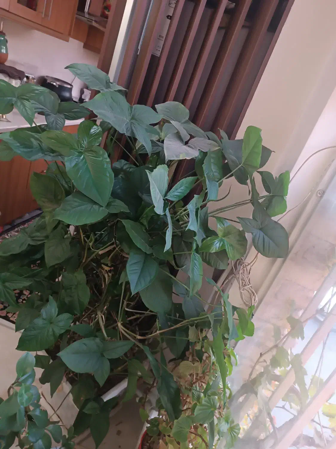 گل طبیعی|گل و گیاه طبیعی|تهران, فرحزاد|دیوار