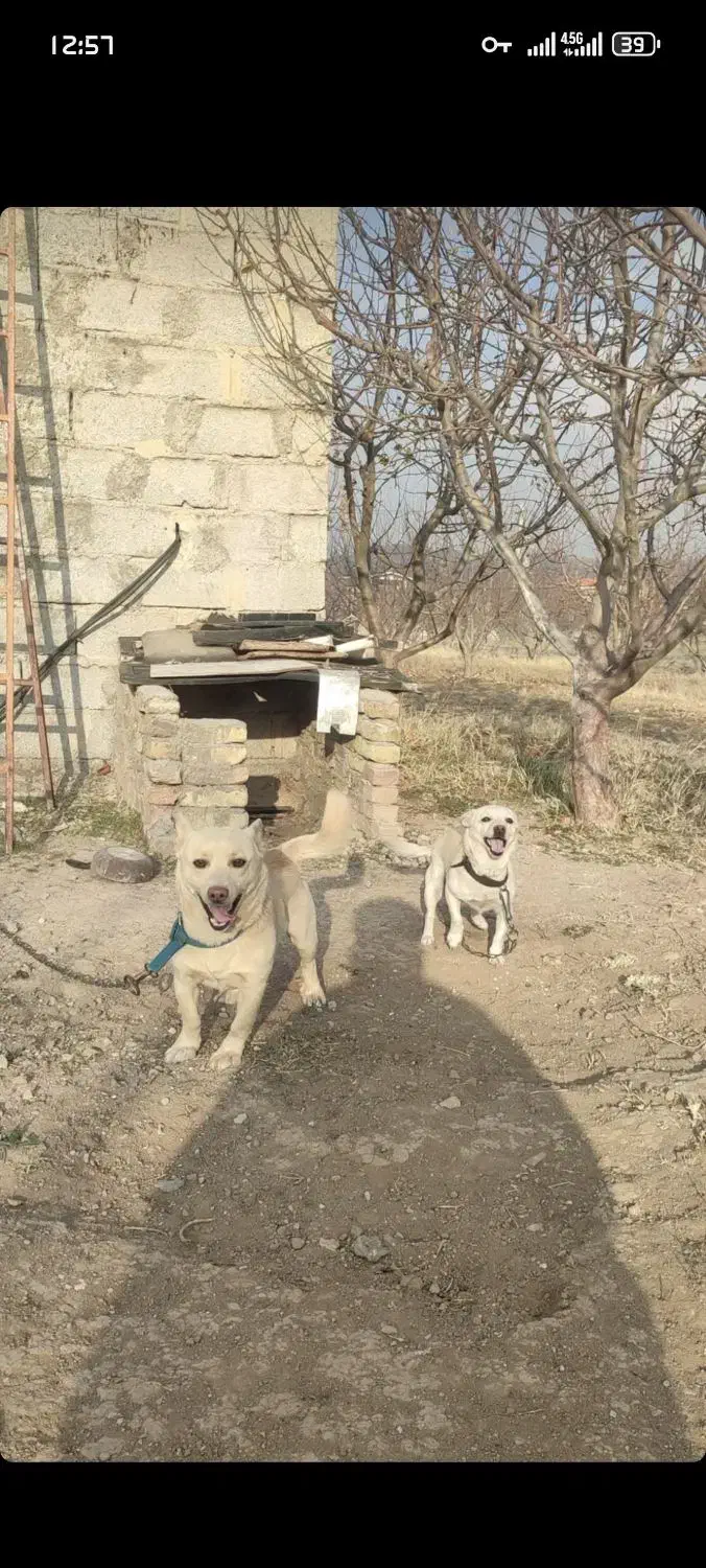 واگذاری پا کوتاه( بیسدی)|سگ|تبریز, |دیوار