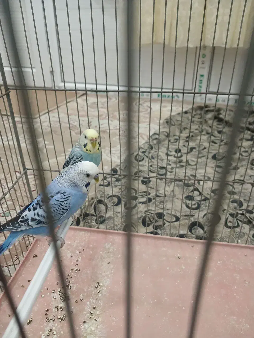 مرغ عشق|پرنده|شازند, |دیوار