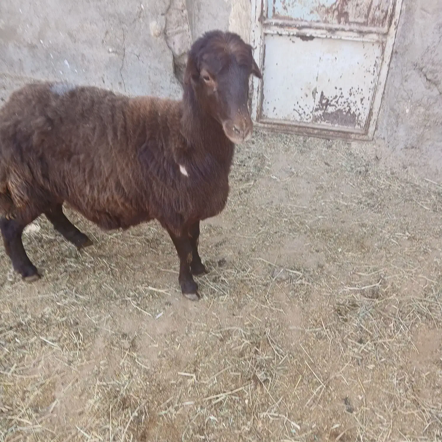 فروش بره جوان ابستن|حیوانات مزرعه|فامنین, |دیوار